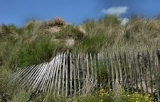 Ganivelles au pieds des dunes de Cabourg