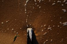 Nature morte, planche d'épi sur sable
