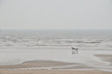 Le petit cheval dans le mauvais temps